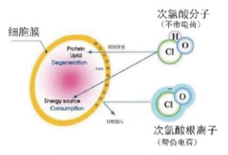 次氯酸在人体中如何杀毒